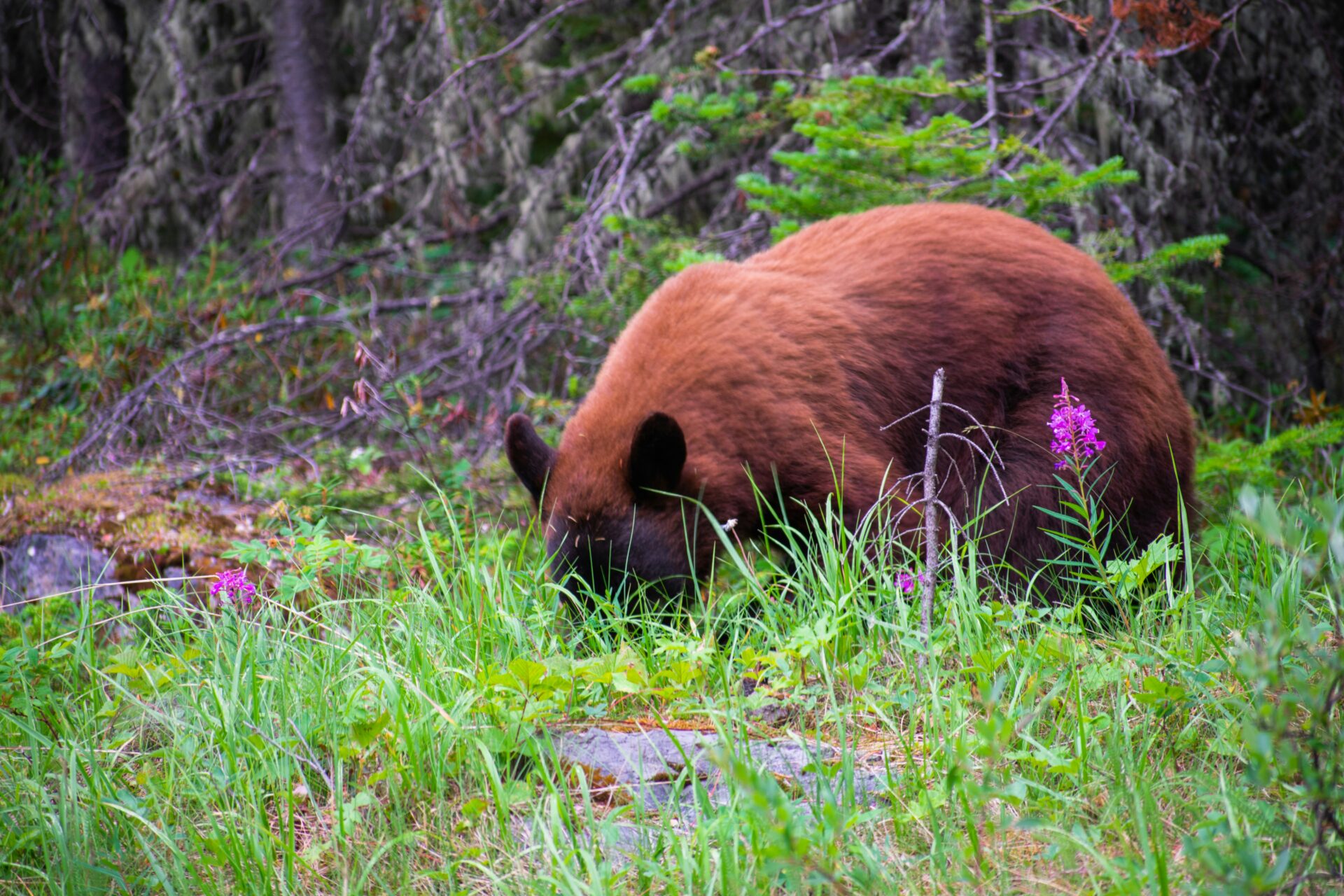 bear in jasper Sunwapta river rafting with beautiful mountain views in jasper alberta