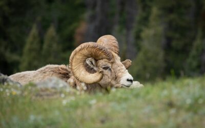 Canada Strong Pass 2026: Free Jasper Entry This Summer