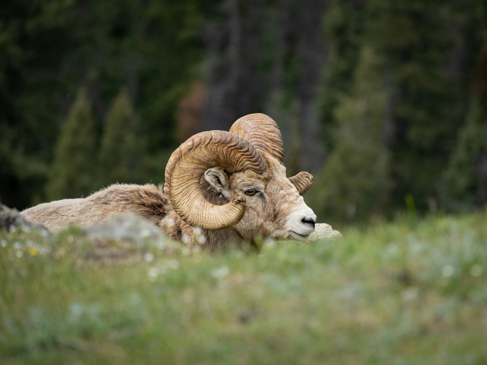 mountain sheep beauty creek stanley waterfall jasper national park